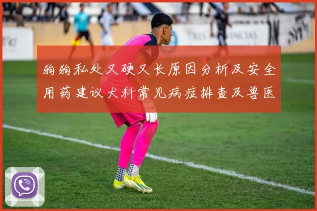 狗狗私处又硬又长原因分析及安全用药建议犬科常见病症排查及兽医